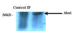 AHA1 Antibody in Immunoprecipitation (IP)