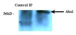 AHA1 Antibody in Immunoprecipitation (IP)