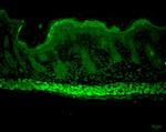 AHA1 Antibody in Immunohistochemistry (Paraffin) (IHC (P))