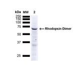 Rhodopsin Antibody in Western Blot (WB)