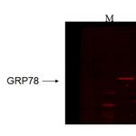 GRP78 Antibody in Western Blot (WB)