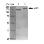 MDC1 Antibody in Western Blot (WB)