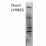 DNMT1 Antibody in Western Blot (WB)