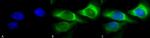 SERPINH1 Antibody in Immunocytochemistry (ICC/IF)