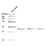 SERPINH1 Antibody in Western Blot (WB)