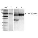 GRP78 Antibody in Western Blot (WB)