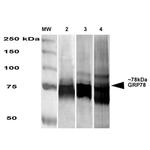 GRP78 Antibody in Western Blot (WB)