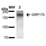 HYOU1 Antibody in Western Blot (WB)