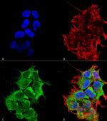 HYOU1 Antibody in Immunocytochemistry (ICC/IF)