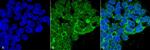 PP5 Antibody in Immunocytochemistry (ICC/IF)