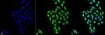 PP5 Antibody in Immunocytochemistry (ICC/IF)