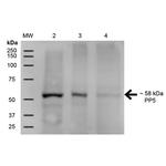 PP5 Antibody in Western Blot (WB)