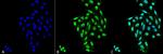 PP5 Antibody in Immunocytochemistry (ICC/IF)