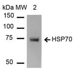 HSP70 Antibody in Western Blot (WB)