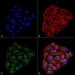 CD74 Antibody in Immunocytochemistry (ICC/IF)