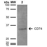 CD74 Antibody in Western Blot (WB)