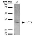 CD74 Antibody in Western Blot (WB)