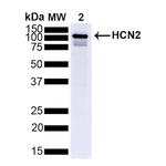 HCN2 Antibody in Western Blot (WB)