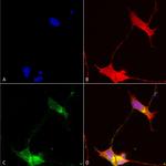 Pan SHANK Antibody in Immunocytochemistry (ICC/IF)