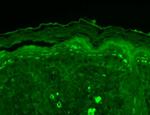 SHANK3 Antibody in Immunohistochemistry (Paraffin) (IHC (P))