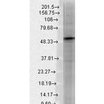 GABRB3 Antibody in Western Blot (WB)