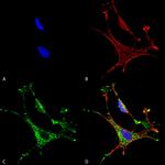 MMP9 Antibody in Immunocytochemistry (ICC/IF)