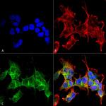 Ankyrin G Antibody in Immunocytochemistry (ICC/IF)