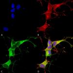 Ankyrin G Antibody in Immunocytochemistry (ICC/IF)