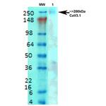 CaV3.1 Antibody in Western Blot (WB)