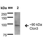 CLCN3 Antibody in Western Blot (WB)