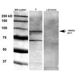 GIT1 Antibody in Western Blot (WB)