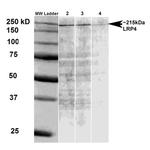 LRP4 Antibody in Western Blot (WB)