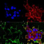 LRP4 Antibody in Immunocytochemistry (ICC/IF)