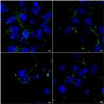 LRP4 Antibody in Immunocytochemistry (ICC/IF)