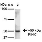 PINK1 Antibody in Western Blot (WB)