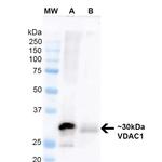 VDAC Antibody in Western Blot (WB)