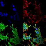 QKI Antibody in Immunocytochemistry (ICC/IF)