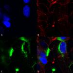 QKI Antibody in Immunocytochemistry (ICC/IF)