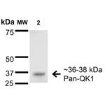 QKI Antibody in Western Blot (WB)