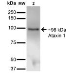 Ataxin 1 Antibody in Western Blot (WB)