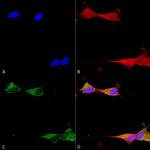 Ataxin 1 Antibody in Immunocytochemistry (ICC/IF)