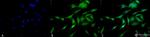 HSF1 Antibody in Immunocytochemistry (ICC/IF)