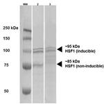 HSF1 Antibody in Western Blot (WB)