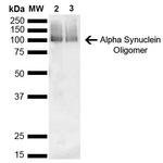 alpha Synuclein Antibody in Western Blot (WB)