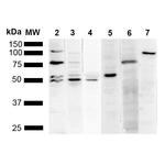 KDEL Antibody in Western Blot (WB)