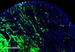 THRA/THRB Antibody in Immunohistochemistry (IHC)