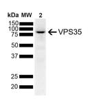 VPS35 Antibody in Western Blot (WB)