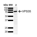 VPS35 Antibody in Western Blot (WB)