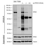 VPS35 Antibody in Immunoprecipitation (IP)