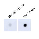 Tau Antibody in Dot Blot (DB)